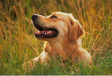 《方舟生存进化》十周年特别DLC“夏日海洋”今日上线，首发折后35元